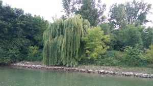 Eine alte Weide