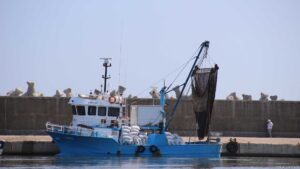 Port Tomis Fischerboote