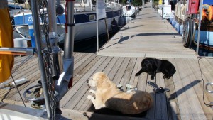 Hunde Global Sailing